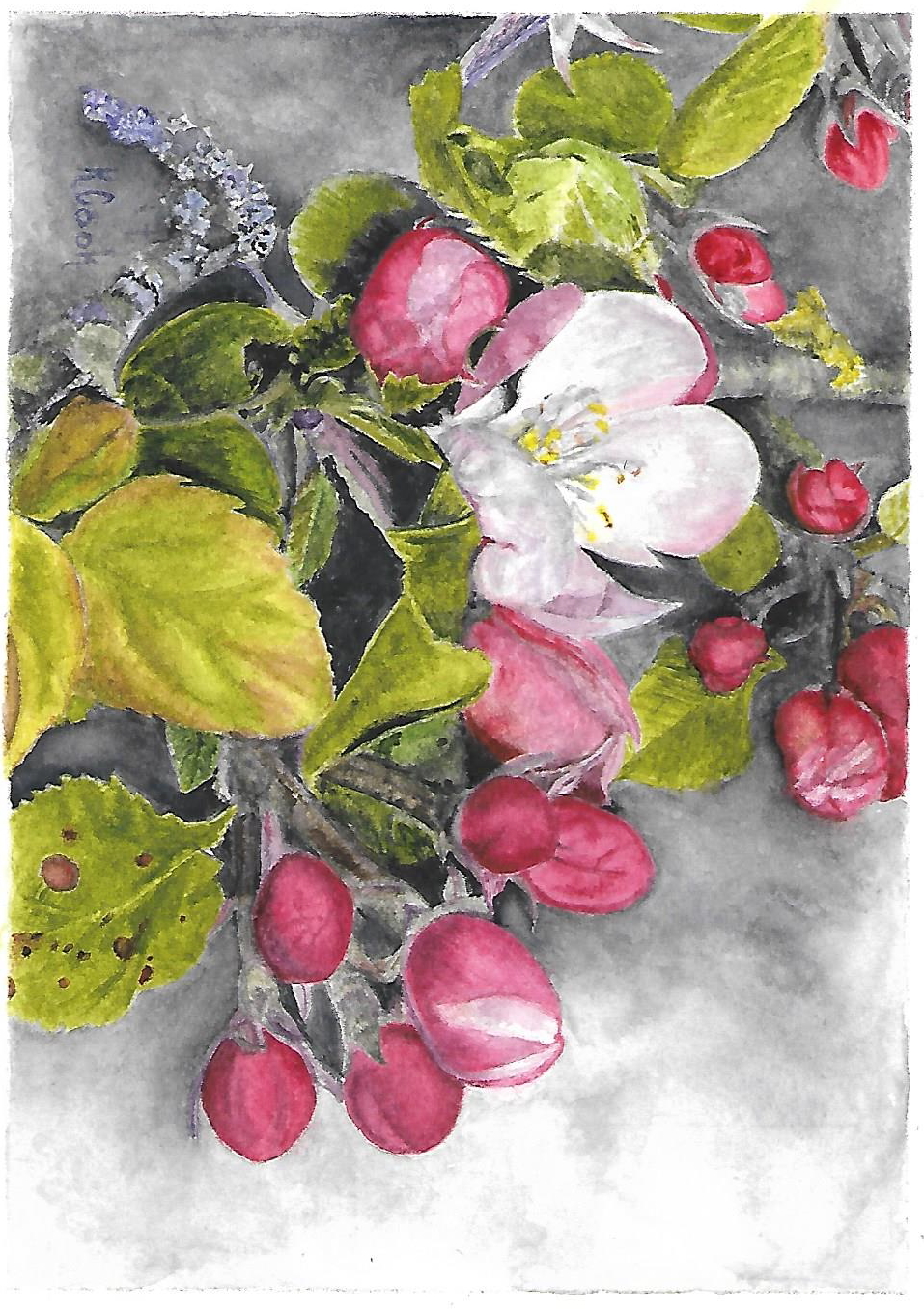 Apple blossom painting by Karen