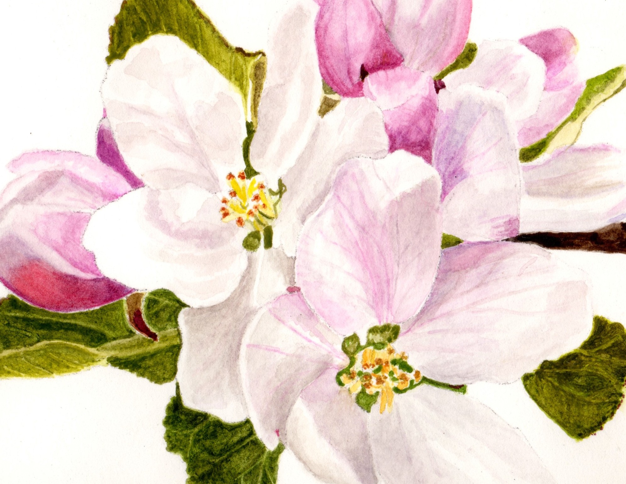 Mock orange flowers painting by Karen