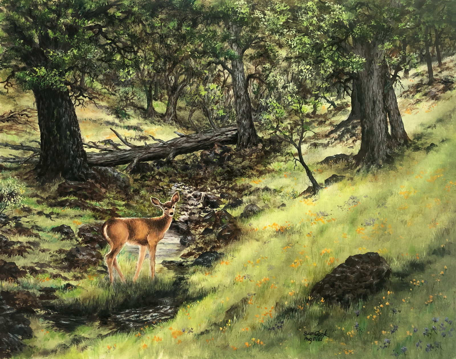 Pine Mountain Meadow