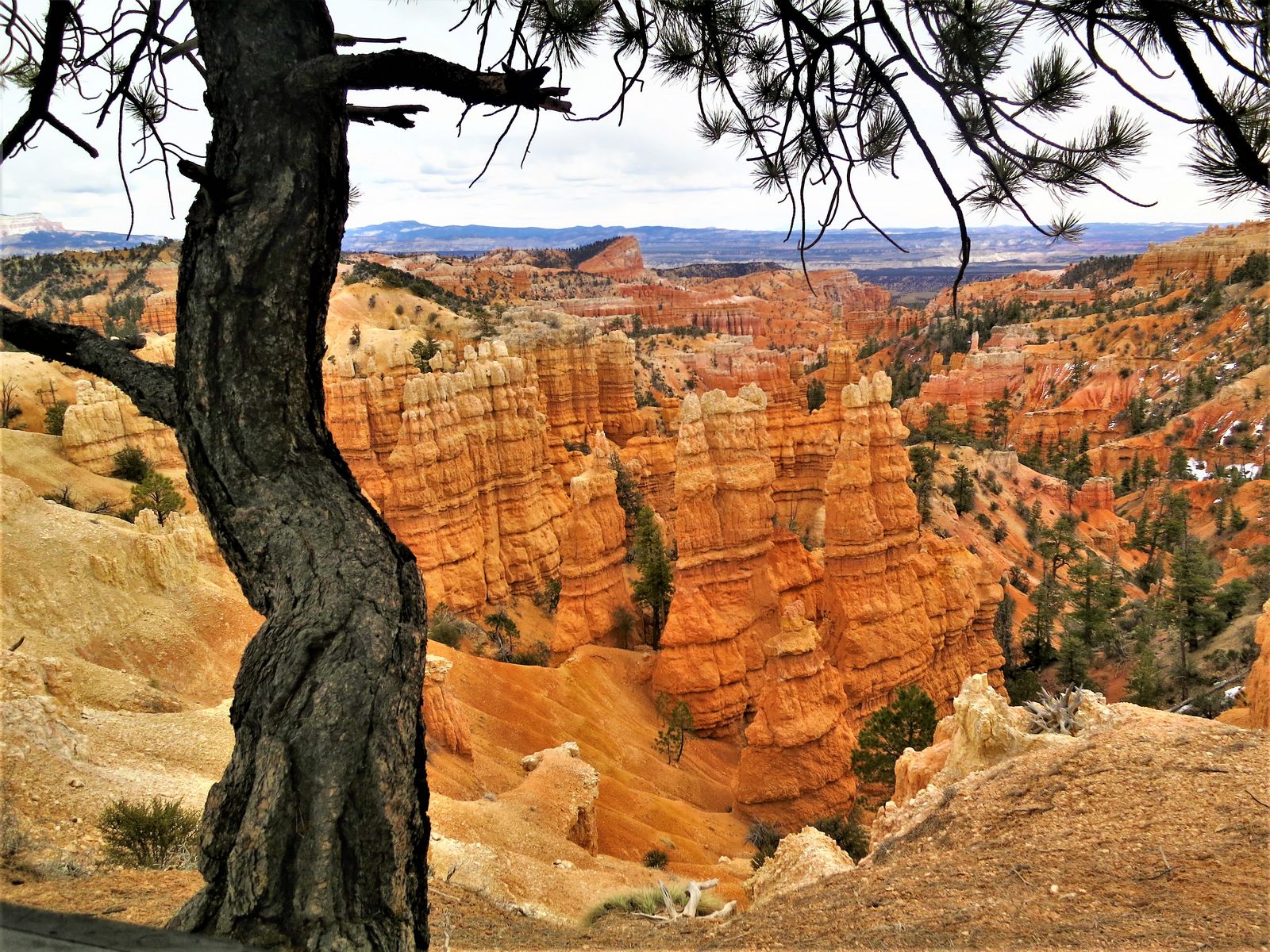 Zion National Park scenery