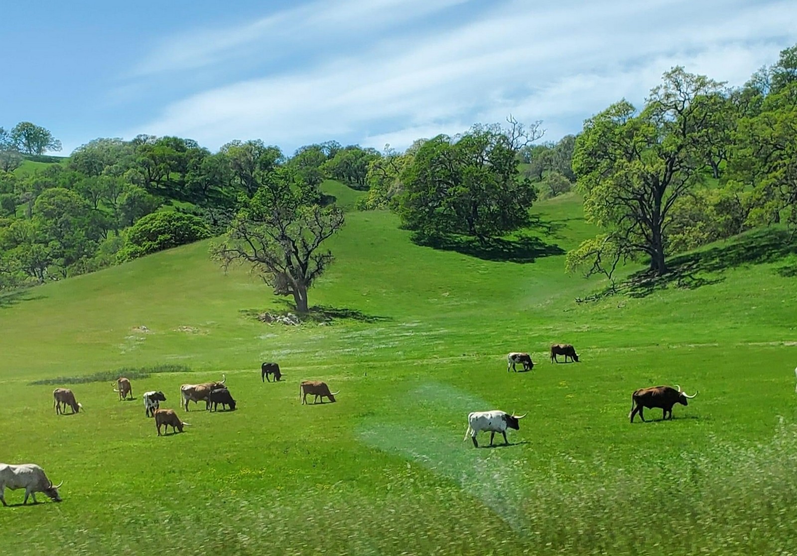 Long Horns in the Meadow Near Knights Ferry