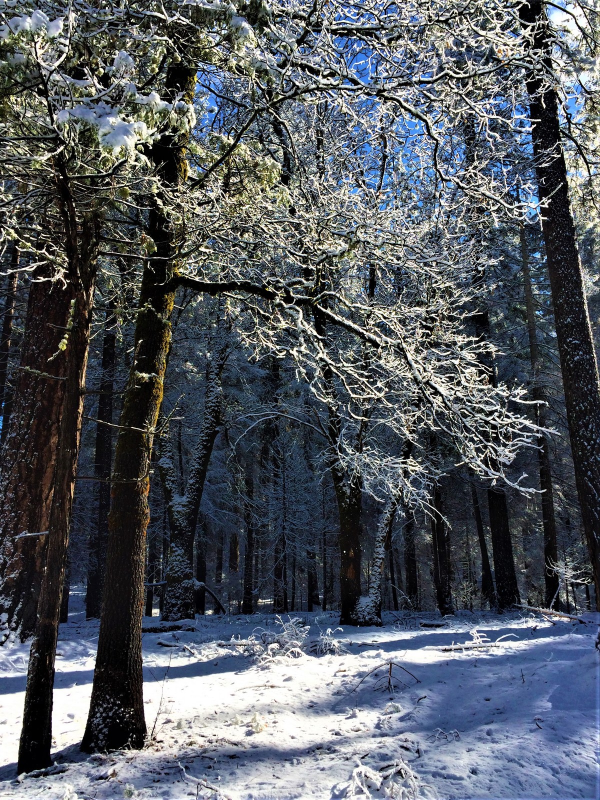 A Frosty Day Near Groveland