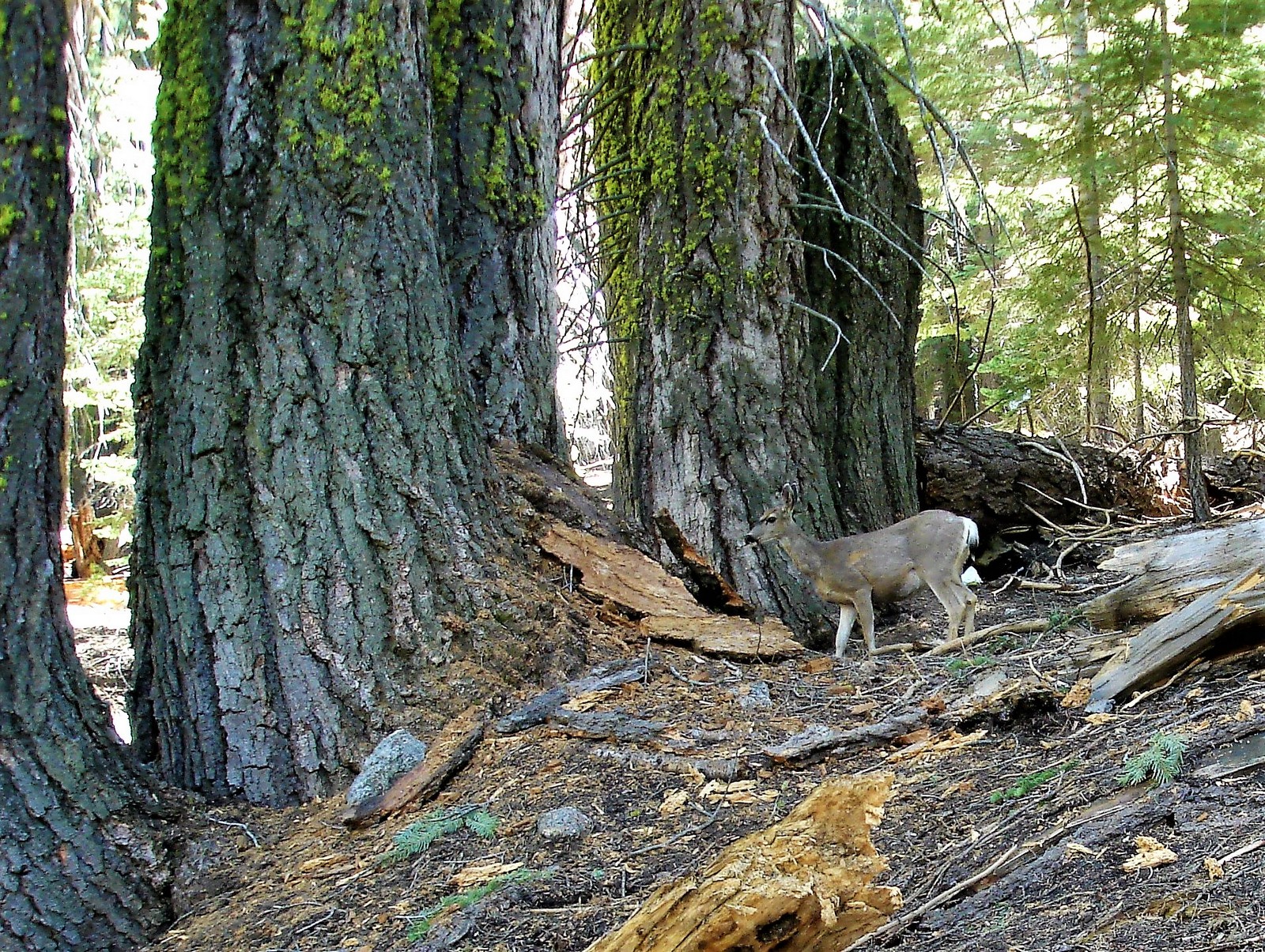 Hiking With the Kids and Friends on Four Mile Trail in Yosemite