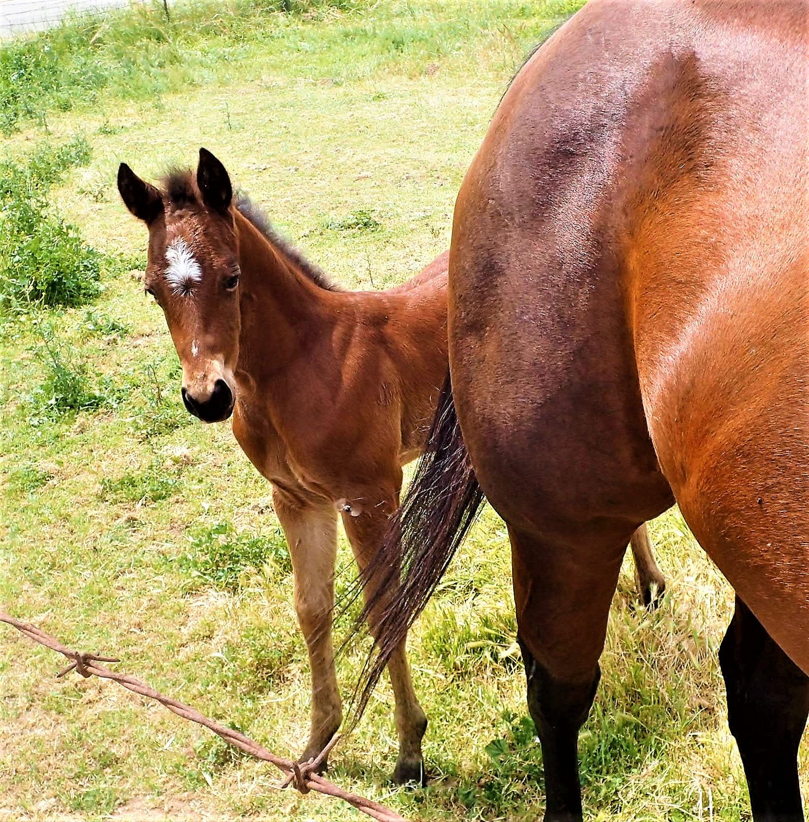Mare and her colt outside Modesto, California
