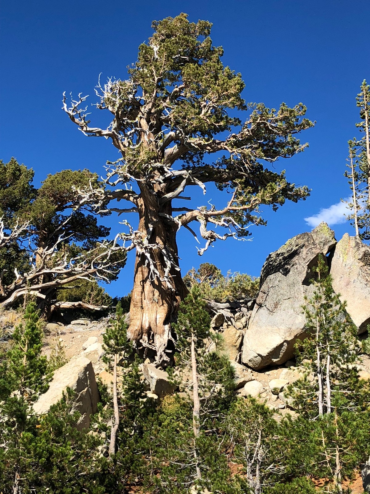 Old juniper tree south of Lake Tahoe