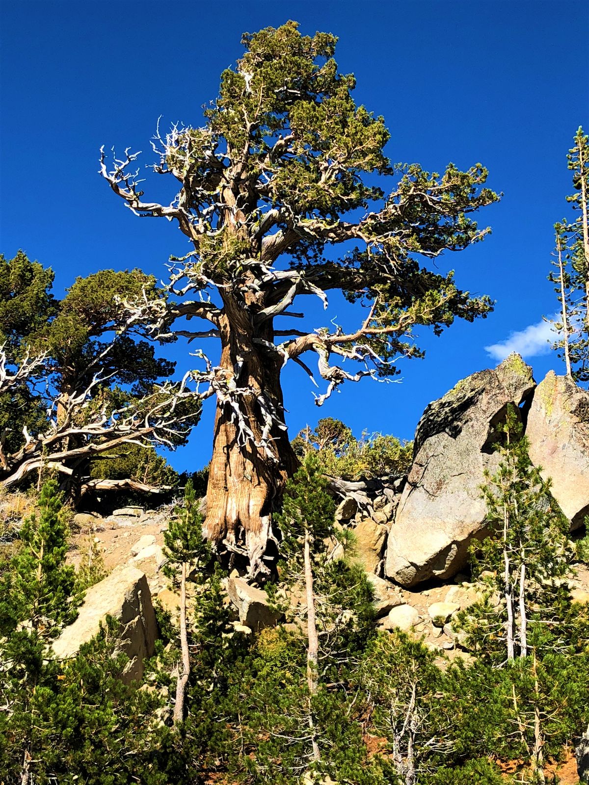 Old juniper tree south of Lake Tahoe