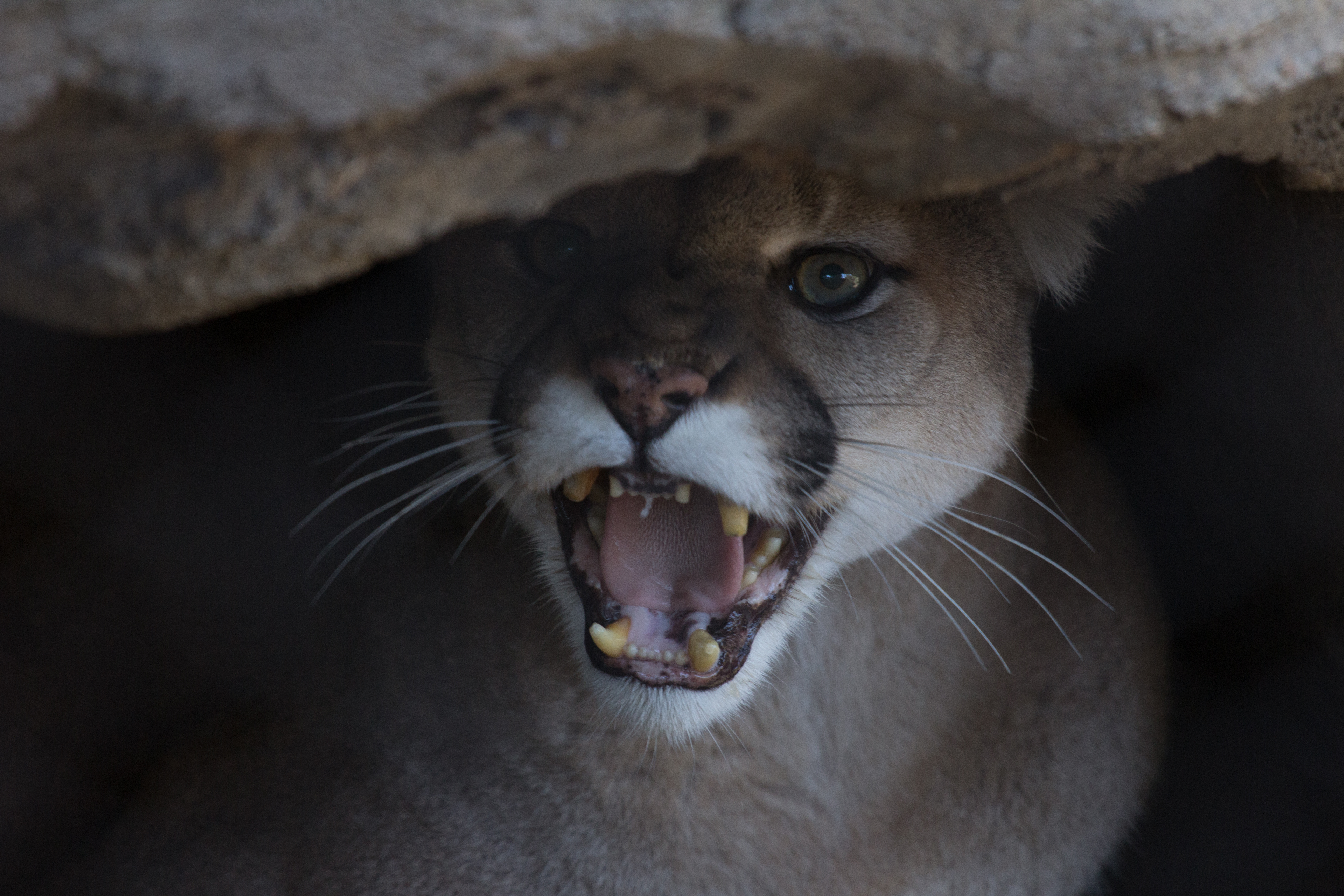 Cougar at the San Diego Zoo