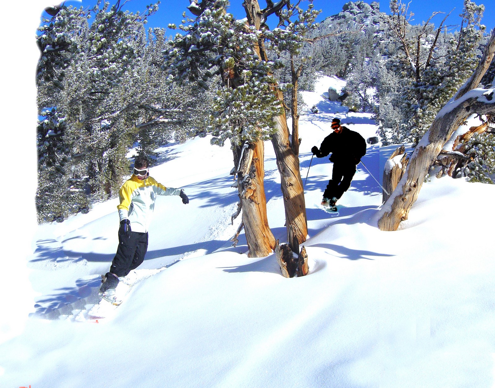 Scott and Ryan Skiing the Trees At Heavenly