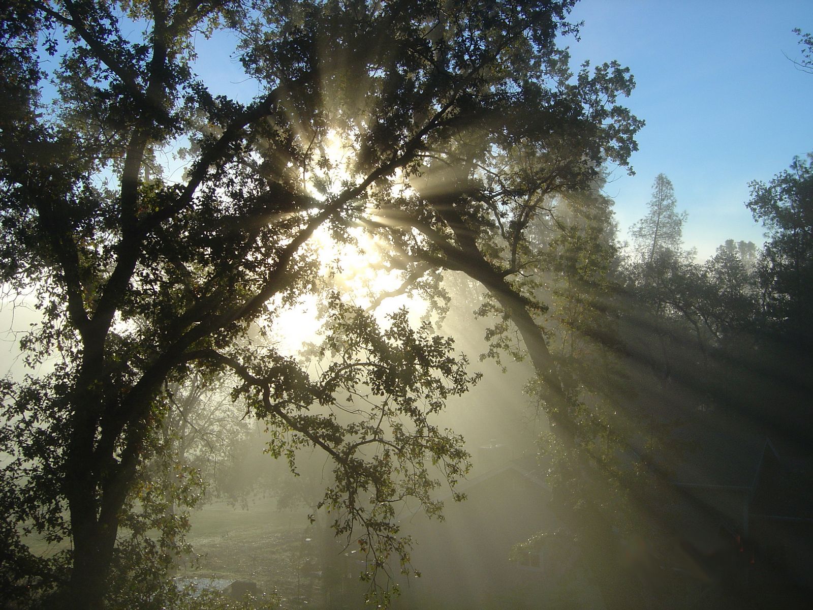 Sun haze through the trees at Pine Mountain Lake