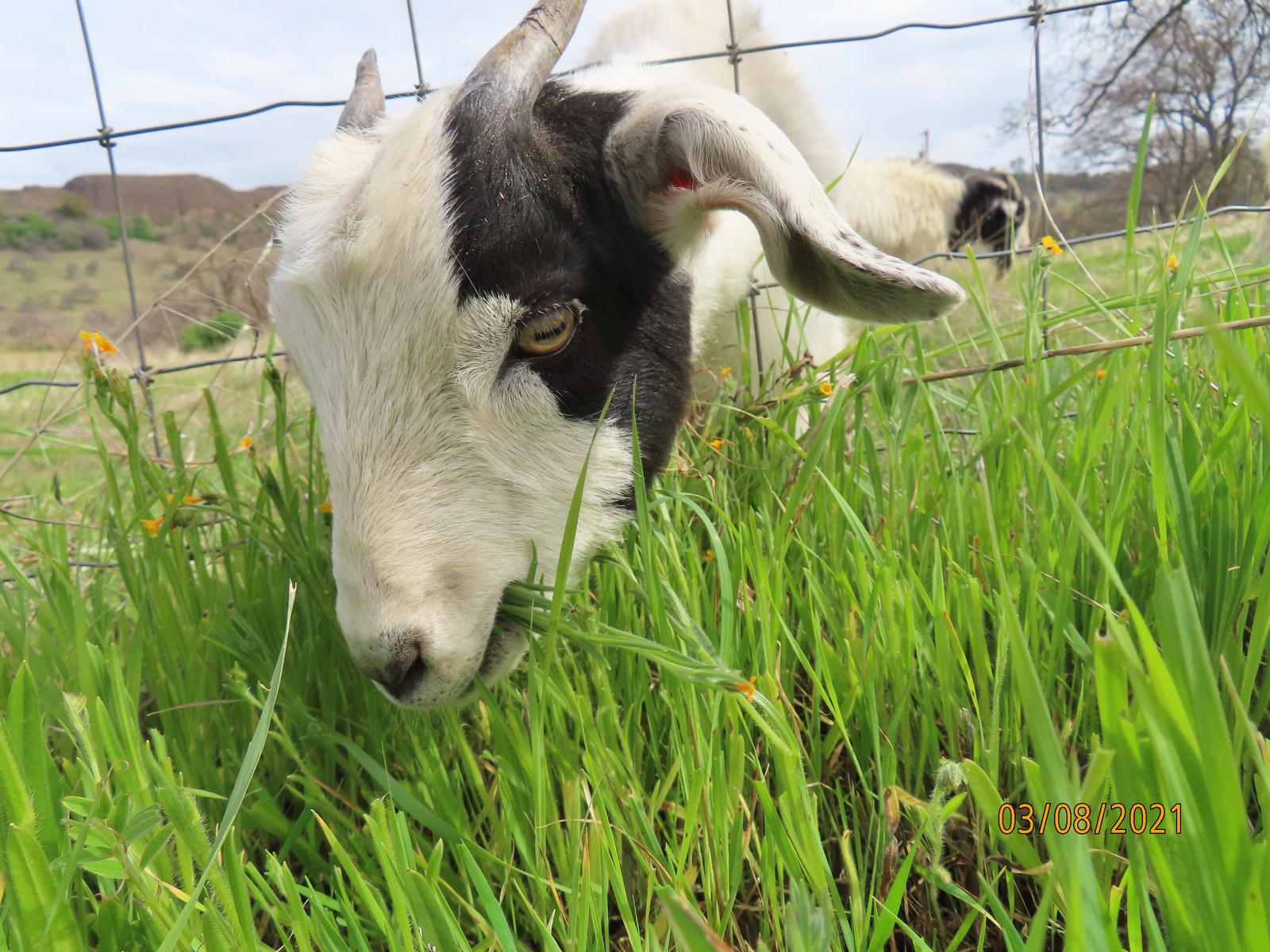 The Grass is Always Greener on the Other Side of the Fence