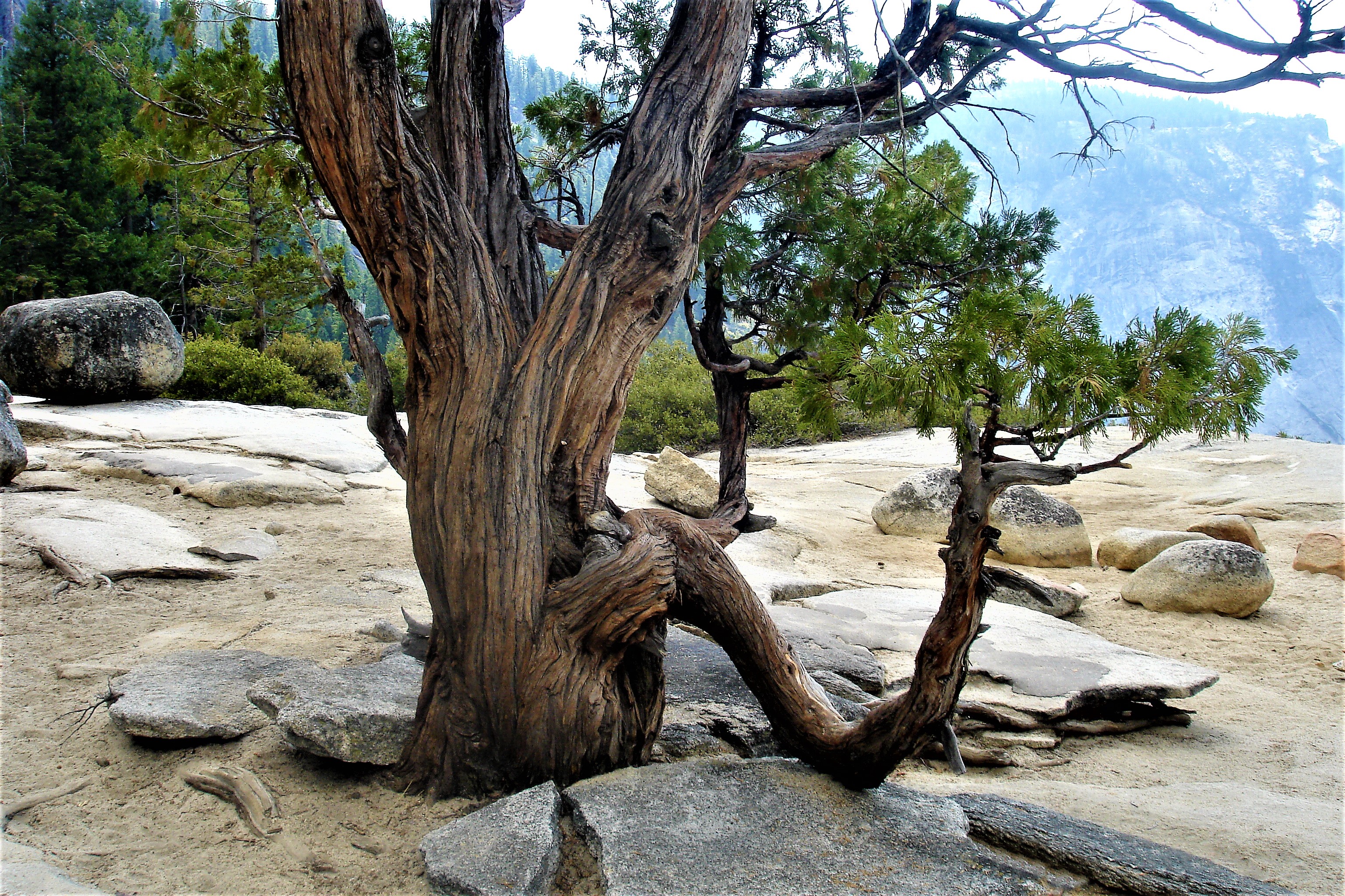 Another view of tree at the top of Nevada Falls