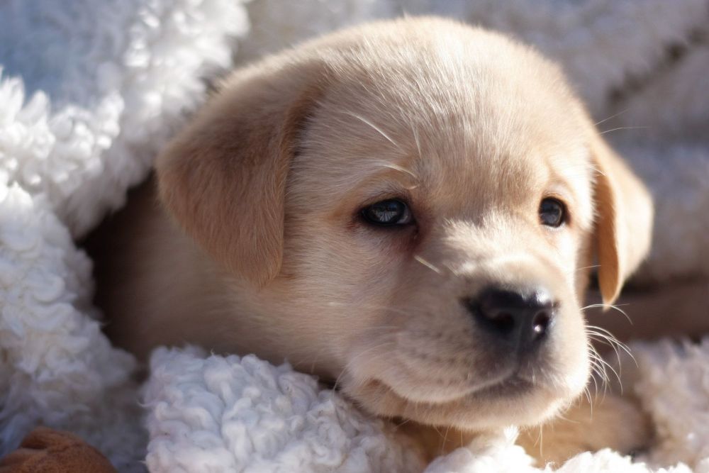 Willow as a brand new puppy