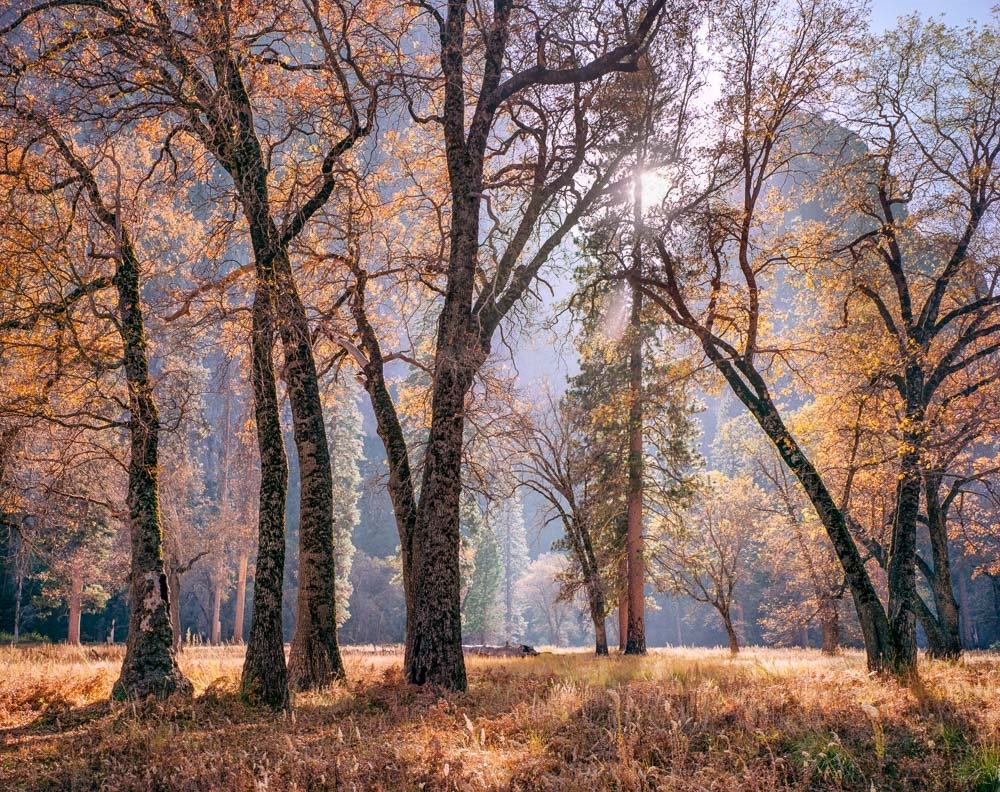 Cooks Meadow - Fall in Yosemite Valley 