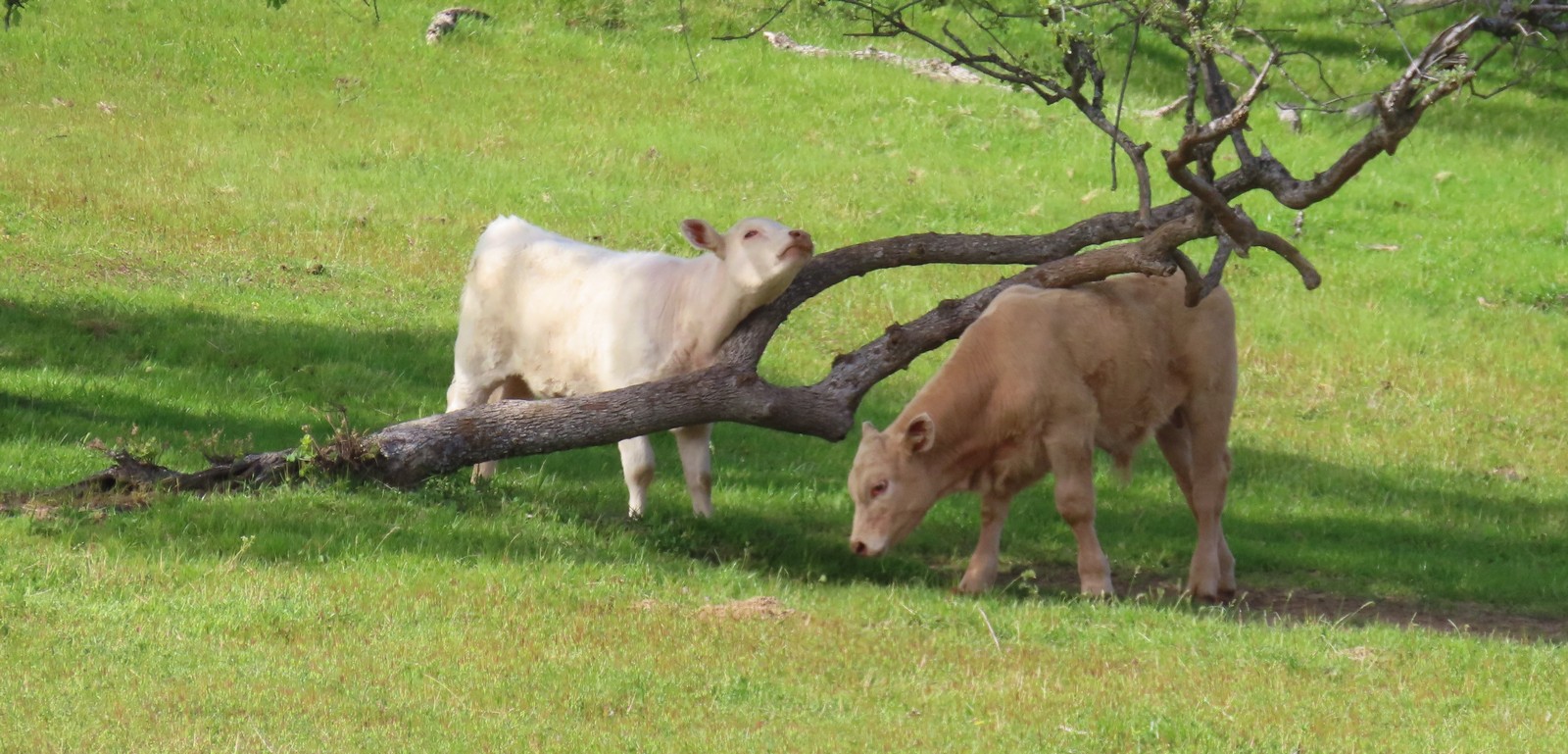 You Scratch Your Back and I'll Scratch Mine